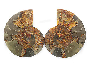 Ammonite Pairs 5-6