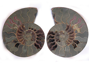 Ammonites Cut and Polished 8-10 inch - Pairs - AA Quality
