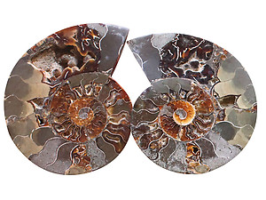 Ammonite Cut & Polished Pairs, 9-11cm - AA Quality