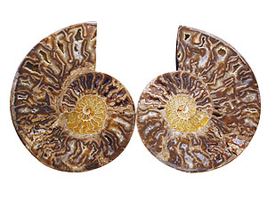 Ammonite Cut & Polished Pairs, 9-11cm - AA Quality