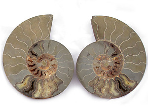 Ammonites Cut and Polished 7-8 inch - Pairs - AA Quality