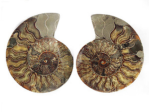 Ammonite Pairs 4-5