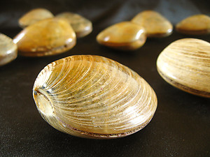 Fossil Bivalves