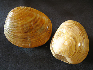 Fossil Bivalves