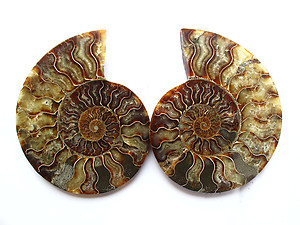 Ammonite Cut & Polished Pairs, 9-11cm AAA Quality