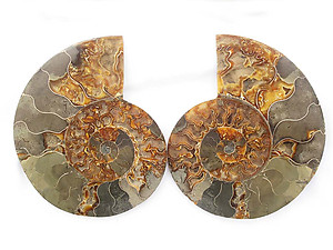 Ammonites Cut and Polished 6-7 inch - Pairs - AA Quality