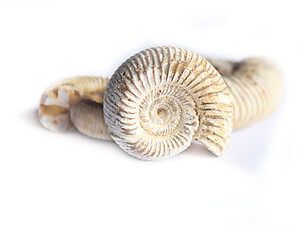 Whole White Ammonites, 7-9cm