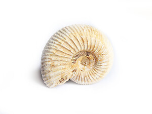 Whole White Ammonites, 3-5cm