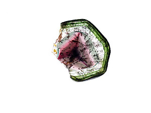 Liddicoatite Tourmaline Slice 110