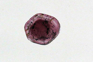 Liddicoatite Tourmaline Slice 117