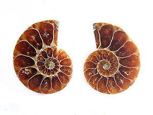 Ammonite Cut & Polished Jewelry Pairs, 1-3cm - AAA Quality