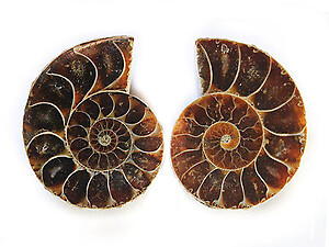 Ammonite Cut & Polished Jewelry Pairs, 3-5cm - AAA Quality