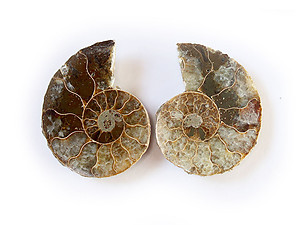 Ammonite Cut & Polished Jewelry Pairs, 3-5cm - AA Quality