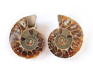 Ammonite Cut & Polished Jewelry Pairs, 3-5cm - AA Quality