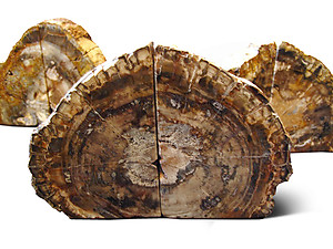 Petrified Wood Bookends (1-3Kg) - AA