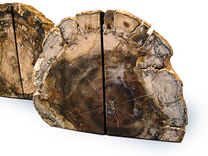 Petrified Wood Bookends (3-5Kg) - AA