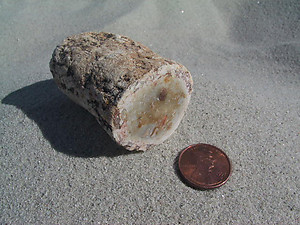 Petrified Wood Small Branches