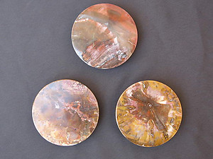 Petrified Wood Coasters