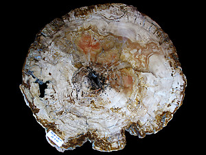 Petrified Wood Slab - 72x60cm - 23.71kg