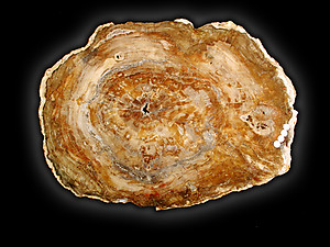 Petrified Wood Slab - 76x55cm - 30.26kg