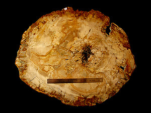 Petrified Wood Slab - 74x61cm - 15.90kg