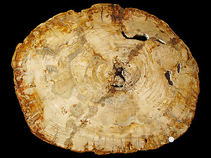 Petrified Wood Slab - 73x59cm - 23kg