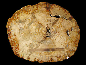 Petrified Wood Slab - 73x59cm - 23kg