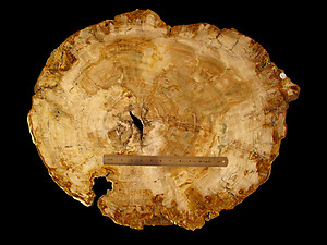 Petrified Wood Slab - 76x62cm - 18kg