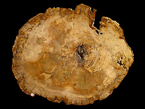 Petrified Wood Slab - 74x60cm - 16.65kg