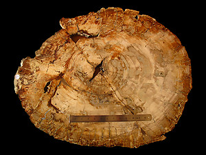 Petrified Wood Slab - 75x58cm - 18.35kg