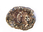 Petrified Wood Slices (1-3