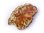 Petrified Wood Slices (1-3