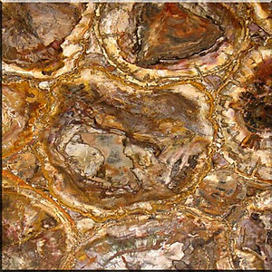 Petrified Wood Tile (50 x 50 cm)