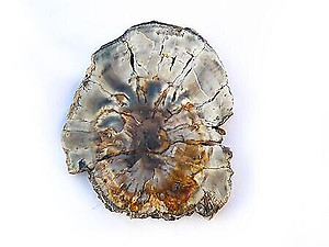 Petrified Wood Slices (3-5