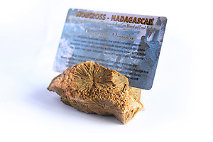 Sea Jasper Business Card Holder