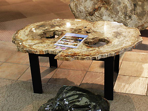 Large Petrified Wood Slices > 60cm (23”) 19kg/pc (42LB/pc) Class