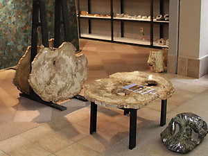 Large Petrified Wood Slices > 60cm (23”) 20kg/pc (44LB/pc) Class