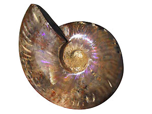 Whole Polished Ammonite with Iridescence, 11-13 cm