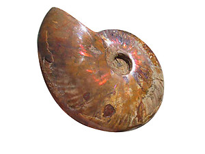 Whole Polished Ammonite With Iridescence, 13-15 cm