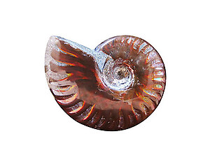 Whole Polished Ammonite with Iridescence, 3-5cm