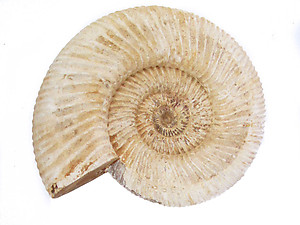 Whole White Ammonites, 11-13cm