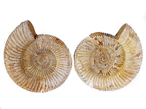 Whole White Ammonites, 11-13cm