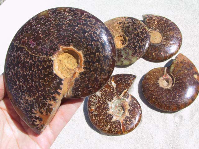 Whole Polished Ammonites with Suture Patterns, 9-11cm