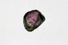 Liddicoatite Tourmaline Slice 118