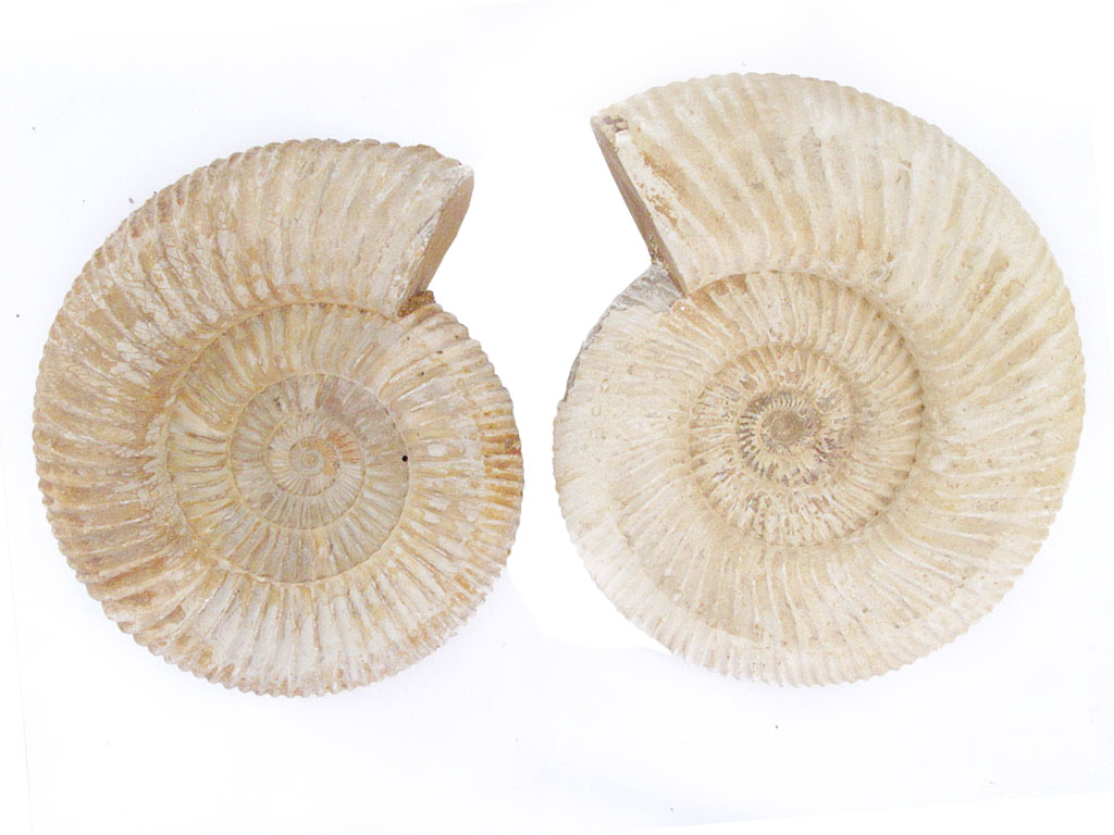 Whole White Ammonites, 13-15cm