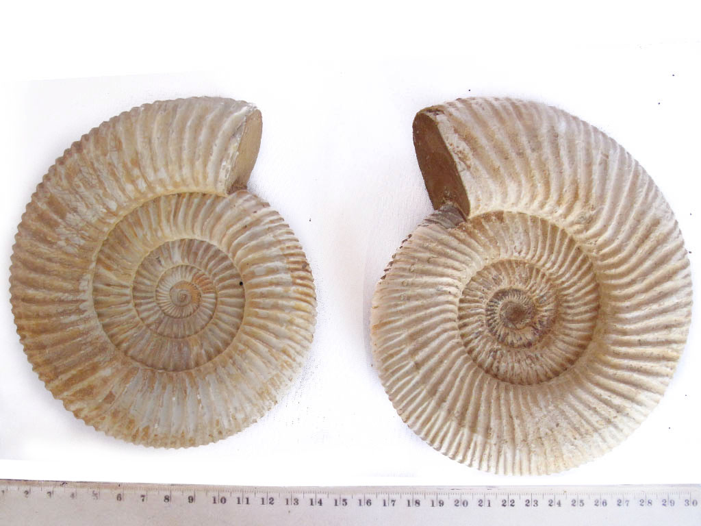 Whole White Ammonites, 13-15cm