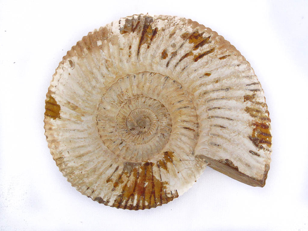 Whole White Ammonites, 9-11cm