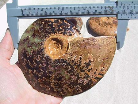 Whole Polished Ammonites with Suture Patterns, 11-13cm
