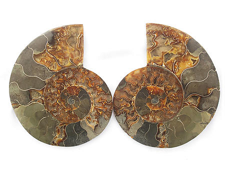 Ammonites Cut and Polished 6-10 inch - Pairs - AA Quality