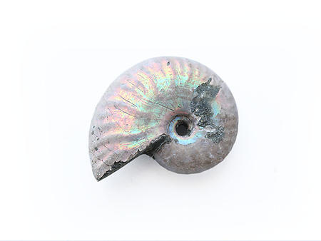 Natural Whole Ammonite Fossil With Blue Flash, 1-3cm